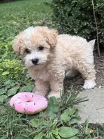 Maltipoo, a female Maltipoo for sale in Hamilton, OH – 8 of 8
