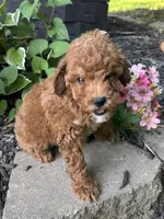 Maltipoo, a female Maltipoo for sale in Hamilton, OH – 10 of 10