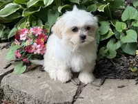 Shorkie, a female Shorkie for sale in Hamilton, OH – 3 of 9