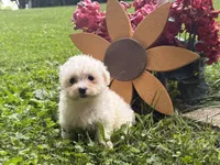 Maltipoo, a female Maltipoo for sale in Hamilton, OH – 8 of 8