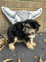 Shorkie, a female Shorkie for sale in Hamilton, OH – 5 of 7
