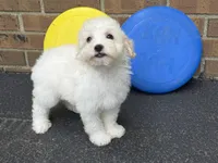Maltipoo, a male Maltipoo for sale in Hamilton, OH – 2 of 7