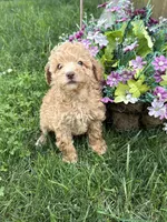 Maltipoo, a female Maltipoo for sale in Hamilton, OH – 2 of 7