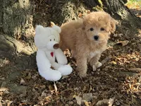 Maltipoo, a female Maltipoo for sale in Hamilton, OH – 6 of 8