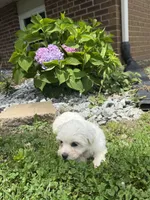 Maltipoo, a female Maltipoo for sale in Hamilton, OH – 3 of 9
