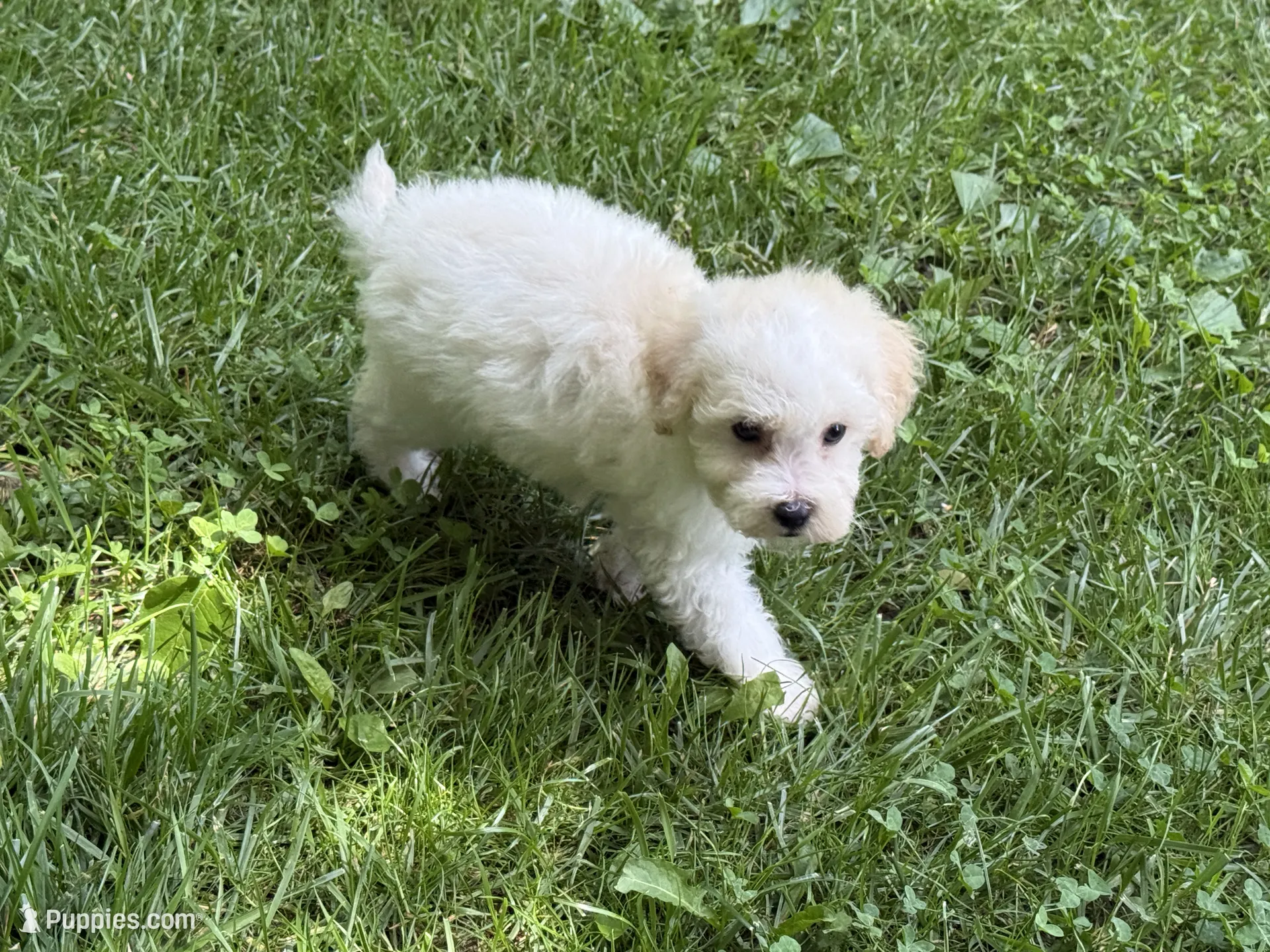 Maltipoo – Maltipoo Puppy for Sale in Hamilton, OH | Puppies.com