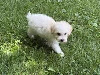 Maltipoo, a male Maltipoo for sale in Hamilton, OH – 5 of 9