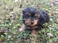 Shorkie, a female Shorkie for sale in Hamilton, OH – 5 of 6