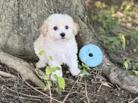 Maltipoo, a male Maltipoo for sale in Hamilton, OH – 7 of 10