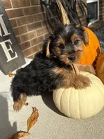 Shorkie, a male Shorkie for sale in Hamilton, OH – 6 of 7