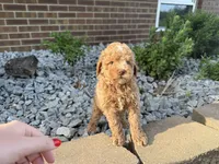Maltipoo, a male Maltipoo for sale in Hamilton, OH – 3 of 10