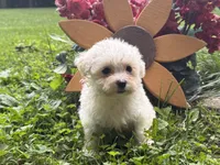 Maltipoo, a female Maltipoo for sale in Hamilton, OH – 6 of 8