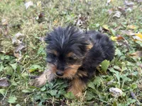 Shorkie, a female Shorkie for sale in Hamilton, OH – 4 of 6