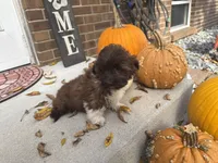 Shih-Poo, a male Shihpoo for sale in Hamilton, OH – 5 of 9