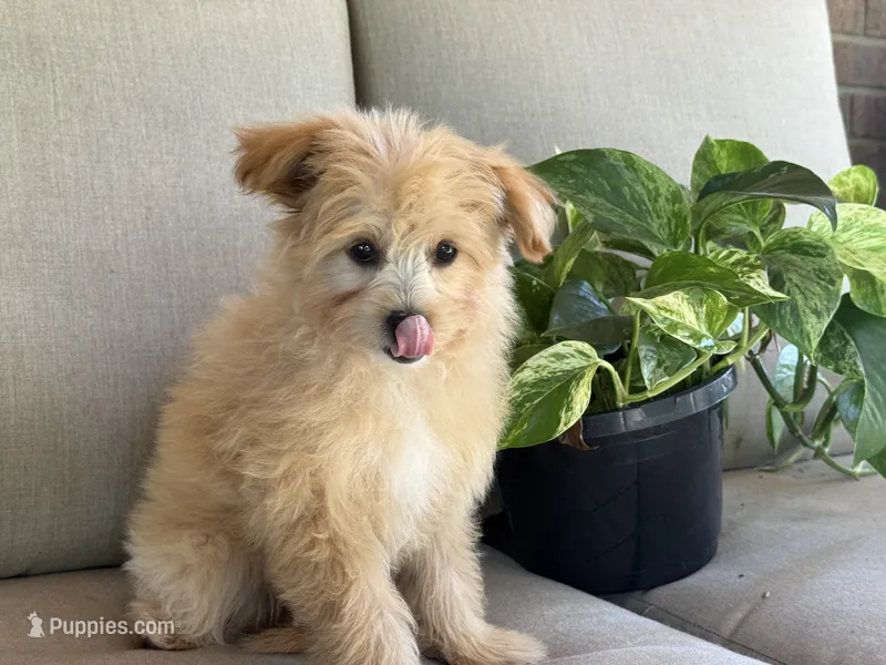 Morkie – Morkie puppy for sale in Hamilton, OH