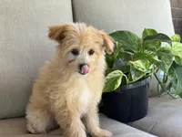 Morkie, a female Morkie for sale in Hamilton, OH – 1 of 7