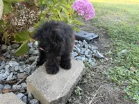 Morkie, a female Morkie for sale in Hamilton, OH – 5 of 10