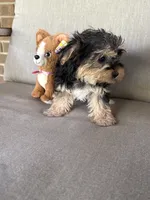 Shorkie, a female Shorkie for sale in Hamilton, OH – 3 of 8