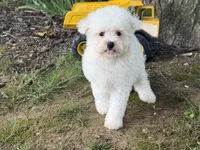 Maltipoo, a male Maltipoo for sale in Hamilton, OH – 4 of 8