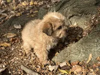 Shorkie, a male Shorkie for sale in Hamilton, OH – 5 of 7