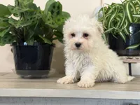 Morkie-Poo, a male Poodle - Miniature  and Morkie for sale in Hamilton, OH – Photo 7 of 9