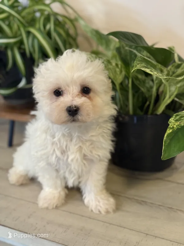 Morkie-Poo – Poodle - Miniature , Morkie puppy for sale in Hamilton, OH