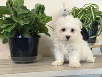 Morkie-Poo, a male Poodle - Miniature  and Morkie for sale in Hamilton, OH – Photo 5 of 9