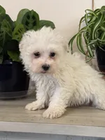 Morkie-Poo, a male Poodle - Miniature  and Morkie for sale in Hamilton, OH – Photo 9 of 9