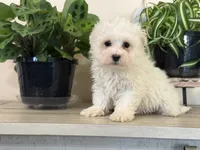 Morkie-Poo, a male Poodle - Miniature  and Morkie for sale in Hamilton, OH – Photo 8 of 9