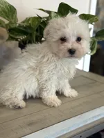 Morkie-Poo, a male Poodle - Miniature  and Morkie for sale in Hamilton, OH – Photo 6 of 9