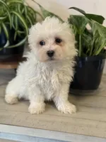 Morkie-Poo, a male Poodle - Miniature  and Morkie for sale in Hamilton, OH – Photo 2 of 9