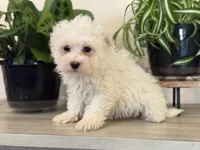 Morkie-Poo, a male Poodle - Miniature  and Morkie for sale in Hamilton, OH – Photo 3 of 9