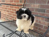 Shihpoo, a female Shihpoo for sale in Hamilton, OH – 2 of 10