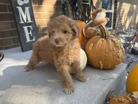 Maltipoo, a female Maltipoo for sale in Hamilton, OH – 9 of 9