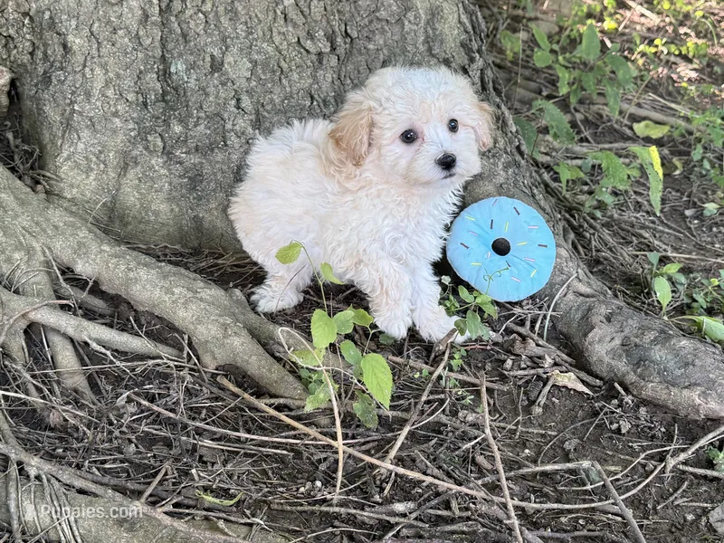 Maltipoo – Maltipoo puppy for sale in Hamilton, OH