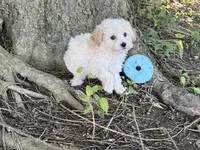 Maltipoo, a male Maltipoo for sale in Hamilton, OH – 1 of 10