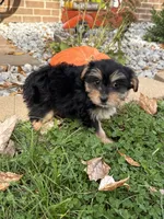 Shorkie, a female Shorkie for sale in Hamilton, OH – 5 of 7
