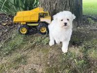 Maltipoo, a male Maltipoo for sale in Hamilton, OH – 7 of 8