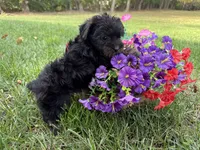 Shorkie, a female Shorkie for sale in Hamilton, OH – 6 of 7