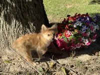 Pomeranian, a female Pomeranian for sale in Hamilton, OH – 8 of 10