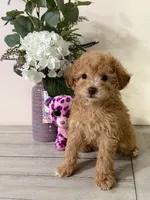 Maltipoo, a female Maltipoo for sale in Hamilton, OH – 7 of 7