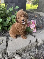 Maltipoo, a female Maltipoo for sale in Hamilton, OH – 9 of 10