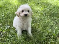 Maltipoo, a male Maltipoo for sale in Hamilton, OH – 7 of 8