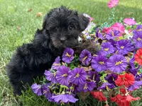 Shorkie, a female Shorkie for sale in Hamilton, OH – 3 of 7