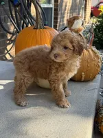 Maltipoo, a female Maltipoo for sale in Hamilton, OH – 3 of 9