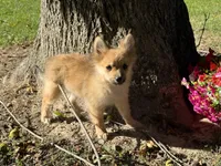 Pomeranian, a female Pomeranian for sale in Hamilton, OH – 9 of 10