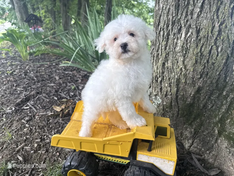 Maltipoo – Maltipoo puppy for sale in Hamilton, OH