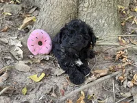 Maltipoo, a female Maltipoo for sale in Hamilton, OH – 6 of 6