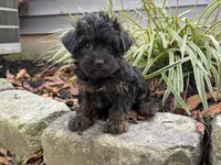 Shorkie, a male Shorkie for sale in Hamilton, OH – 6 of 6