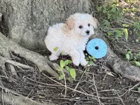 Maltipoo, a male Maltipoo for sale in Hamilton, OH – 9 of 10